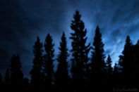 I granskog om natten