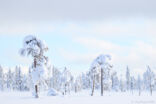 Vinter på Våmhuskölen