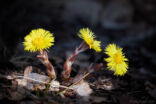 Tussilago