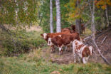Oasen i kohagen