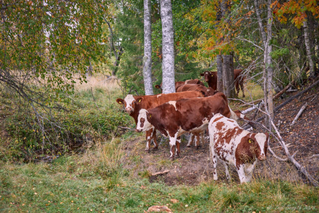 Oasen i kohagen