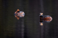 Svarthakedoppingar i Liöstjenn