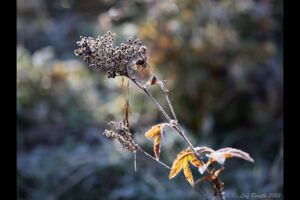 Frostnupen...